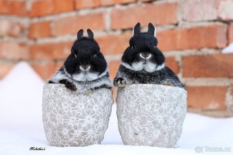 Bílopesíkatí králíčci - 5