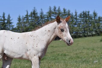 Appaloosa hřebeček - 5