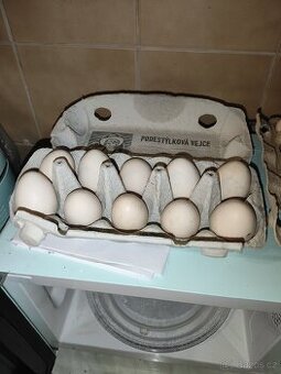 Ayam cemani násadova vejce a kuratka - 5