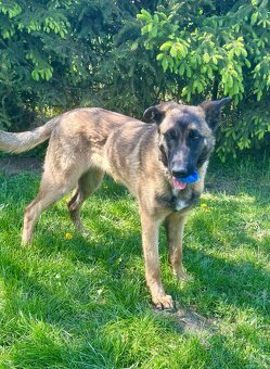 Belgický ovčák malinois bez PP - 5