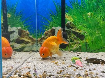 Závojnatky -ORANDA LVÍ hlava + RANCHU AAA XXL - 5