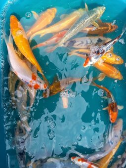 KOI KAPR. - 5
