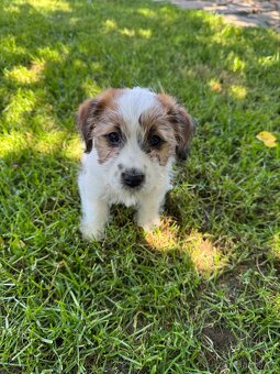 Jack Russell terier - stenata s prukazem puvodu - 5