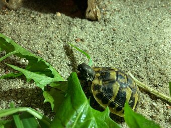 Želva zelenavá - Testudo hermanni - 5