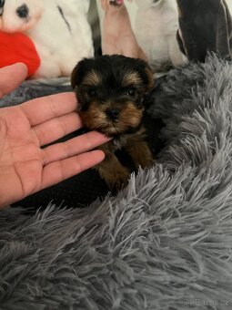 Jorkšírský teriér - 5