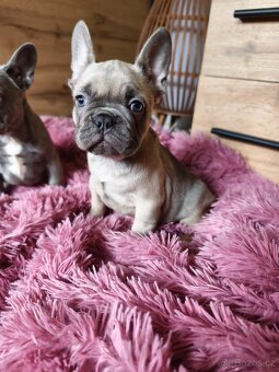 Francouzský buldoček štěňátka - 5