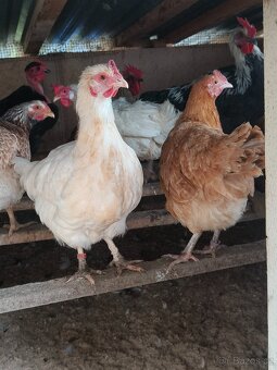Prodám domácí kohouty a slepice - 5