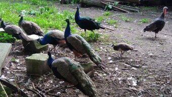 Páv korunkátý modrý, a černokřídlý - 5