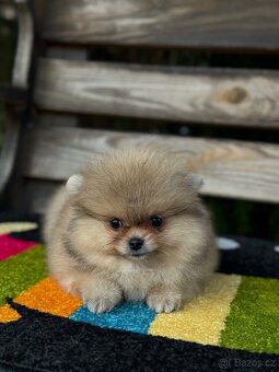 Pomeranian MINI fenečka PP FCI - 5