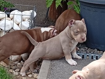 American bully pocket - 5