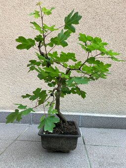 Bonsai, Bonsaj, jamadori, javor babyka - 5