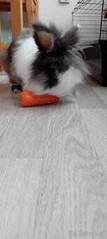 Králík s klecí a vybavením - 5