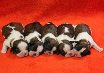 Shih-tzu, ši-tzu , shih tzu, ši-cu - štěňátka s PP FCI - 5