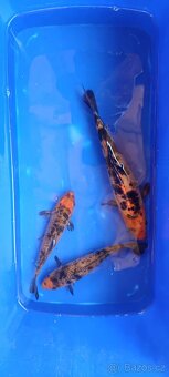 KOI kapři - 5