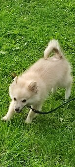 Krásné štěně trpasličí špic( mini pomeranian) - 5