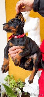 Doberman šteniatka FCI. s PP - 5