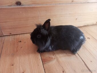 Prodám zakrslá králíčata - 5