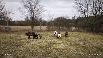 Prodám ovce kamerunské - 5