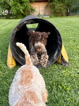 Lagotto romagnolo s PP - 5