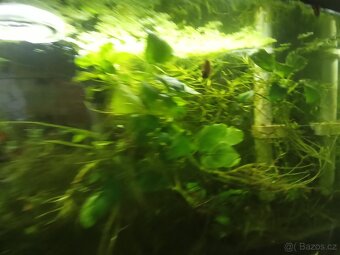 Akvarijní mechy a Anubias nana - 5