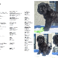 Briard s PP - 5