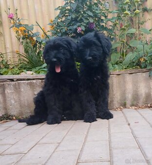 Briard s PP - 5