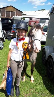 Welsh mountain Pony - 5