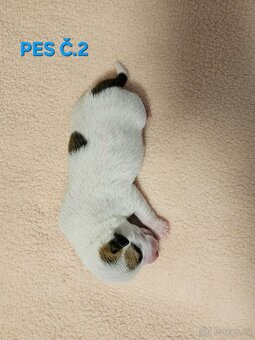 JACK RUSSELL - K REZERVACI - 5