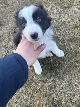 Border kolie ❤️❤️Štěně border kolie ❤️❤️❤️ - 5