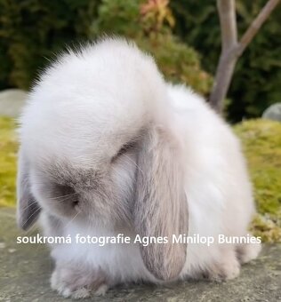 Minilop zakrslý králík doprava po celé ČR - 5