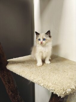 Ragdoll s průkazem původu - 5