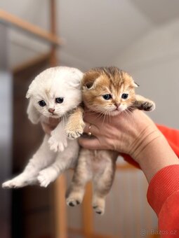 Skotská klapouchá koťata - 5