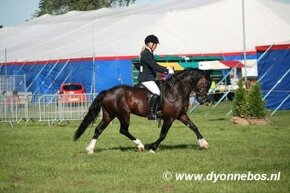 Welsh pony of cob type - připouštění - 5