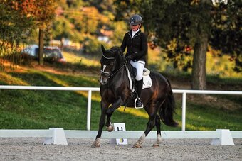 Připouštění plemenným hřebcem Welsh cob D - 5