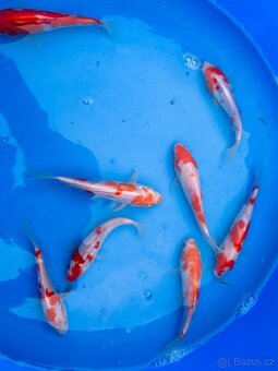 Koi kapr,karas, amur - 5