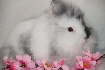 Nádherná miminka zakrslých lvíčků rhonských - 5