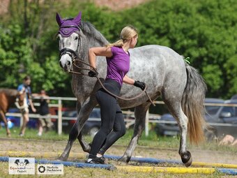 Valach 144 cm, 4 roky - 5