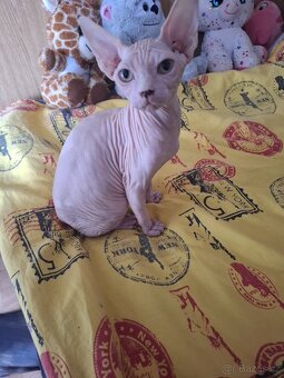 Koťatka sphynx - 5