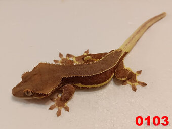 Pagekon řásnatý  Samci a Samice - 5