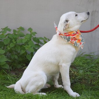 Caskaya hledá domov - 5