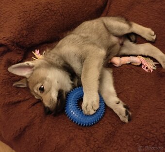 Československý vlčák - štěně s PP - 5