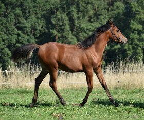 Klisna 2,5 let prodej PP arab - 5