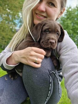 Štěňata labradora s PP - 5