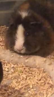 Prodej dvou mladých morčat - 5