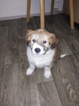 Prodám štěňátko středního vzrůstu - 5