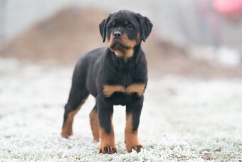 Štěňata rotvajler s PP - Rottweiler - štěně RTW - 5