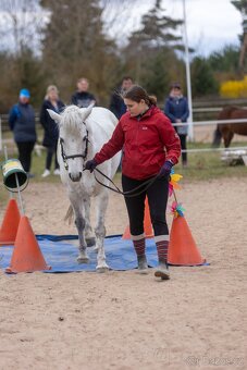 Klisna connemara pony - 5