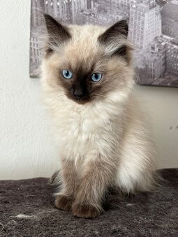 Ragdoll koťátka - 5