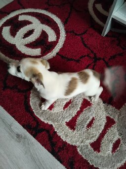 Jack Russell teriér - 5