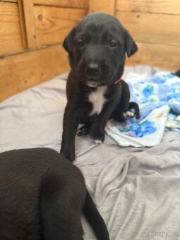 Štěňátka Border kolie a Labradora - 5
